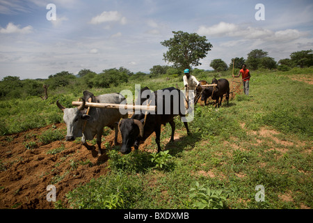 Buoi aratro un campo al di fuori di Dodoma, Tanzania Africa Orientale. Foto Stock