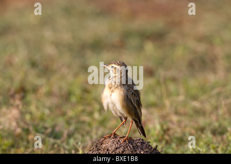 Paddyfield Pipit (Anthus rufulus), è un piccolo uccello passerine trovati in Asia meridionale, questo visto a Yala NP, Sri Lanka. Foto Stock