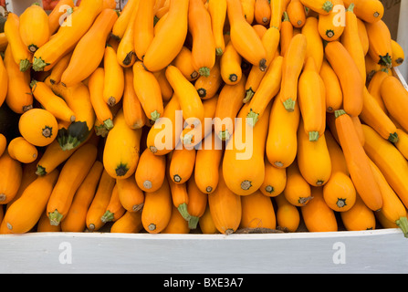 Cesto di zucchine giallo Foto Stock