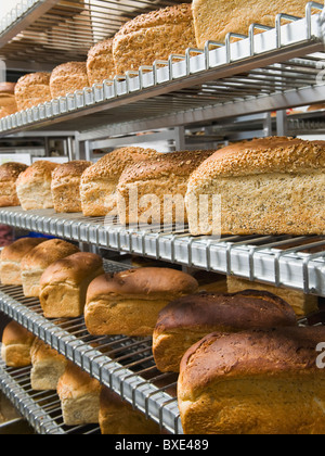 Le pagnotte di pane su scaffali in forno Foto Stock