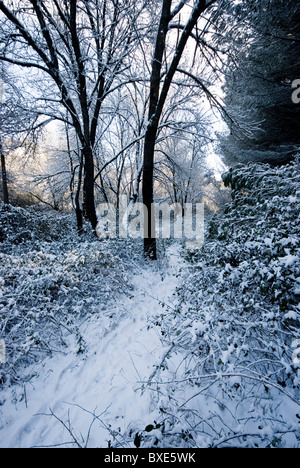 Coperta di neve percorso attraverso un magico bosco invernale scena. Foto Stock