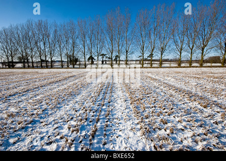Linea di sfrondato alberi di pioppo stagliano contro un cielo blu. Coperta di neve di frumento campo di stoppie in primo piano. In Inghilterra. Foto Stock