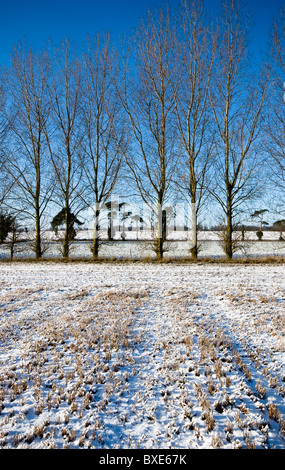 Linea di sfrondato alberi di pioppo stagliano contro un cielo blu. Coperta di neve di frumento campo di stoppie in primo piano. In Inghilterra. Foto Stock