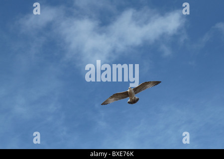 Giovani aringhe gabbiano volare in un Cielo di estate. Foto Stock