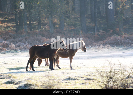 New Forest pony su un gelido mattino. Foto Stock