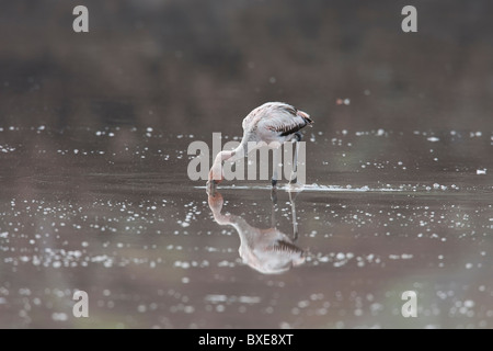 American Flamingo (Phoenicopterus ruber) uccello immaturi rovistando in uno stagno sulla isola Floreana, Galapagos. Foto Stock