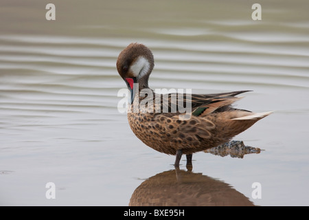 Bianco-cheeked Pintail (Anas bahamensis galapagensis), sottospecie Galapagos Foto Stock