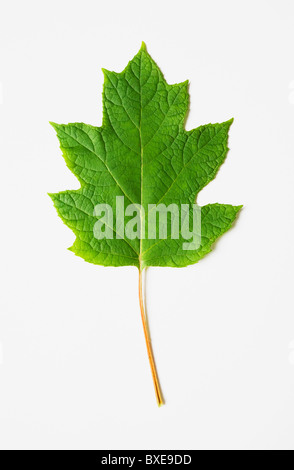 Foglie di quercia ortensie Foto Stock