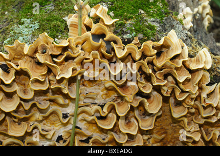 Ripiano funghi che crescono su albero caduto con MOSS. Midlothian, Virginia Foto Stock