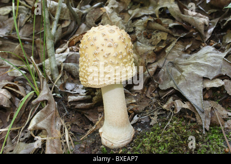 Amanita funghicoltura in boschi di latifoglie. Midlothian, Virginia Foto Stock