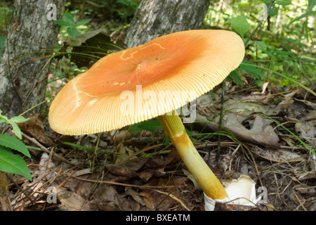 Amanita fungo jacksonii (orientale di Cesare fungo) Cresce in boschi di latifoglie. Midlothian, Virginia Foto Stock