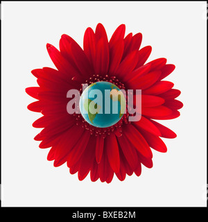 Globo nel centro di red gerbera daisy Foto Stock