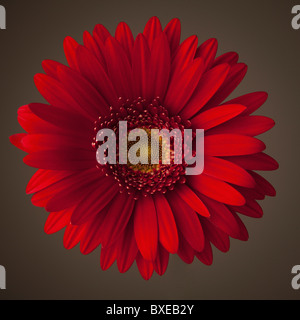 Rosso gerbera daisy Foto Stock