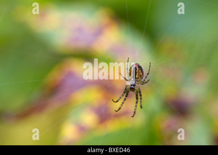 Ragno sul suo sito web con una colorata bacground Foto Stock