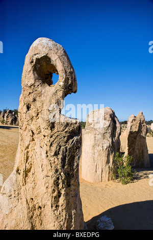 Pietra in piedi scolpita dal clima antropomorfo nel deserto dei Pinnacoli vicino a Cervantes in Australia occidentale Foto Stock