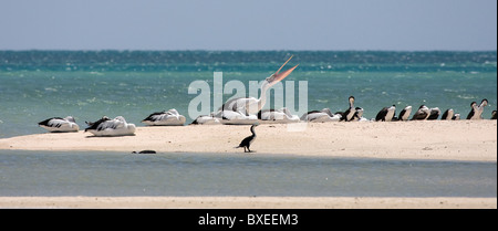 Australian pellicani e Pied i cormorani sono ' appollaiati su uno sputo di sabbia a Monkey Mia Shark Bay vicino a Denham Australia Occidentale Foto Stock