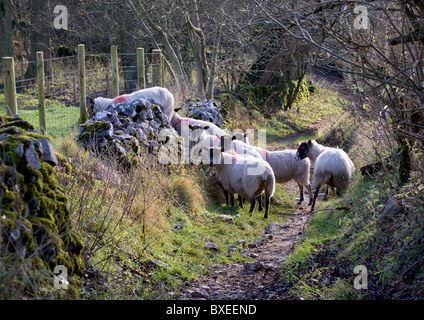 Piccolo gregge di pecore in un green lane sicuri come per tornare al campo Foto Stock