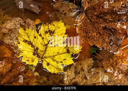 Giallo foglie di quercia giacente a terra Foto Stock