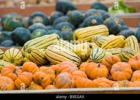 Zucche e squash in esposizione al mercato agricolo Foto Stock