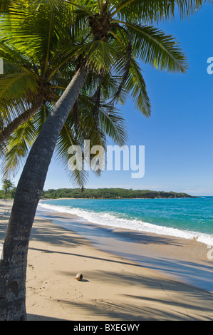 Le palme sulla spiaggia Foto Stock