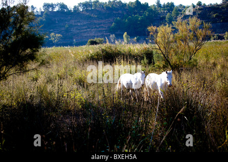 Riserva Sebes Flix Ebro Catalogna Spagna Foto Stock