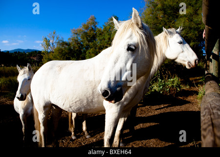 Riserva Sebes Flix Ebro Catalogna Spagna Foto Stock