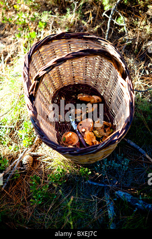 Raccoglitori di funghi porte Els Park Catalogna Spagna Foto Stock