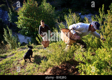 Raccoglitori di funghi porte Els Park Catalogna Spagna Foto Stock