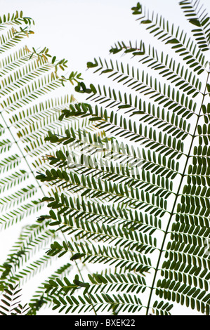 Albizia cinese. Foglia Silktree configurazione contro il bianco. India Foto Stock