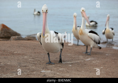 Pellicani a seguito di ogni altro fuori dell'acqua Foto Stock