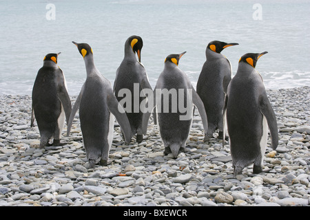 Gruppo di sei [Re pinguini] [Aptenodytes patagonicus] sulla spiaggia sassosa a [Fontana Bay], [Georgia del Sud] Foto Stock