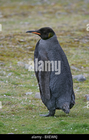 Raro melanistic (nero) forma di [King Penguin] [Aptenodytes patagonicus] a [Fontana Bay] [Georgia del Sud] Foto Stock