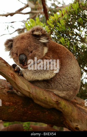 Koala (Phascolarctos cinereus) seduto su una struttura ad albero Foto Stock