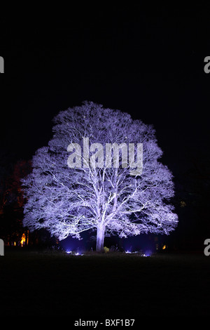 Natale incantato sentiero illuminato a Westonbirt Arboretum, Gloucestershire Foto Stock