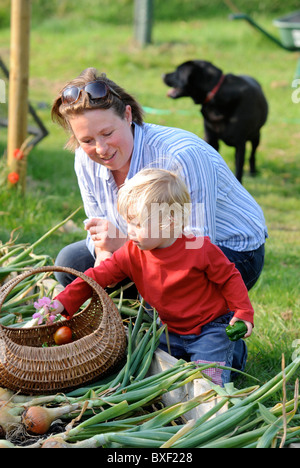 Una madre e suo figlio con un raccolto di fresco cipolle tirato da un letto sollevata in un giardino Inglese comune fiori Farm Regno Unito Foto Stock