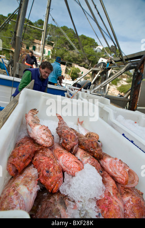 Cala Figuera porto di pesca per i pescatori di cernita e di imballaggio lo scarico delle loro catture di Red Snapper a Cala Figuera porto peschereccio Mallorca Spagna Spain Foto Stock