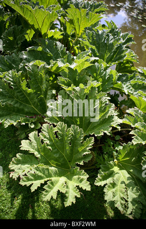 Gunnera manicata / rabarbaro gigante in sun Foto Stock