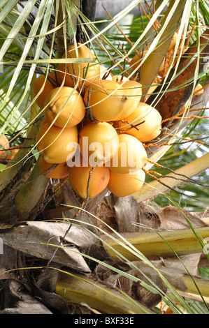 Close up di noci di cocco fresco di palme da cocco Coco Palm coco palm cacao albero di cocco Cocos nucifera crescendo in Palm tree in Trivandrum Foto Stock