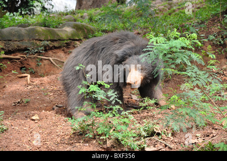 Sloth bear Mlursus Ursinus a Thiruvananthapuram zoo di Trivandrum Kerala India Asia Foto Stock