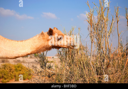 Camel è mangiare bush nel deserto Foto Stock