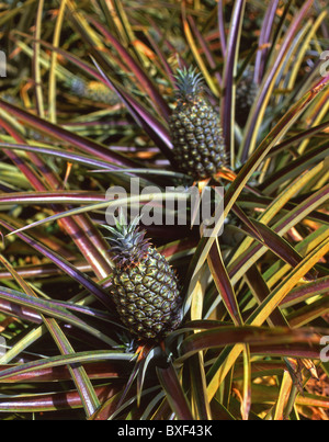 Ananassi cresce a Dole Plantation, Kamehameha Highway, Wahiawa, Honolulu Oahu, Hawaii, Stati Uniti d'America Foto Stock