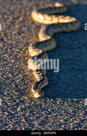 Grande bacino di serpente gopher Foto Stock