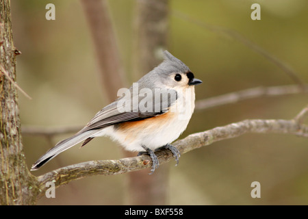 Una Cincia tufted a riposo. Foto Stock