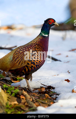 Il fagiano comune (Phasianus colchicus) nella neve. Foto Stock