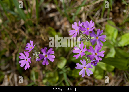 Uccelli-eye Primrose (Primula farinosa) gruppo di fiori Foto Stock