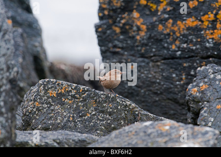 Scricciolo, Shetland (Troglodytes tooglodytes zetlandicus), adut Foto Stock