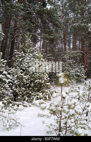 Inverno scena di foresta in Ucraina Foto Stock