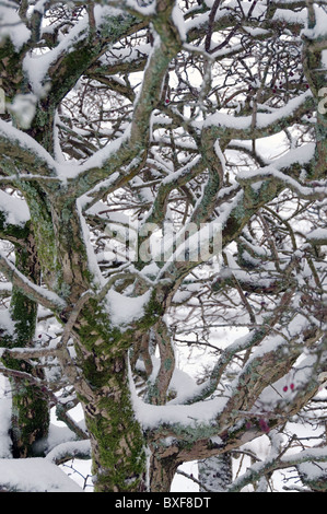 Una coperta di neve Albero di biancospino Foto Stock