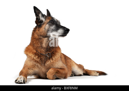 Vecchia razza sheepdog belga malinois stabilite nella parte anteriore del fondo bianco Foto Stock