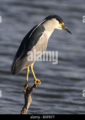 Nitticora arroccato sopra l'acqua Foto Stock